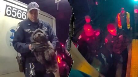 Dramatic video shows NYPD officers rescuing a missing dog named Moose from beneath a Manhattan subway train Dramatic video shows NYPD officers rescuing a missing dog named Moose from beneath a Manhattan subway train