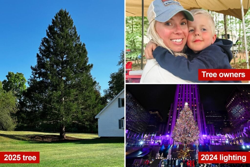 Meet the new massive Rockefeller Center Christmas tree – weighing 11 tons and hailing from New York Meet the new massive Rockefeller Center Christmas tree – weighing 11 tons and hailing from New York