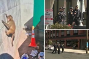 AI-generated monkey hoax had NJ cops going bananas searching for loose primates AI-generated monkey hoax had NJ cops going bananas searching for loose primates