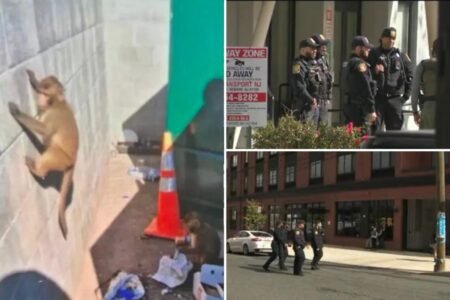 AI-generated monkey hoax had NJ cops going bananas searching for loose primates AI-generated monkey hoax had NJ cops going bananas searching for loose primates