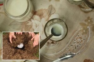 Michelin-starred restaurant serves yogurt with ‘ancient recipe’ using this ingredient