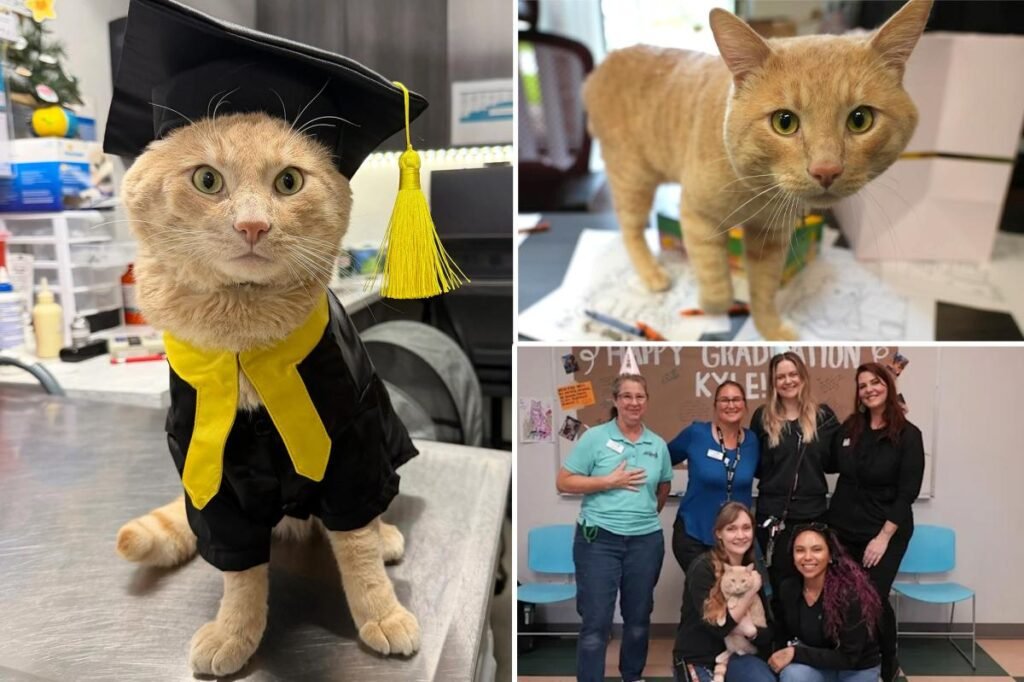 California cat lands on his feet — as he poses in cap and gown after recovery from coyote attack