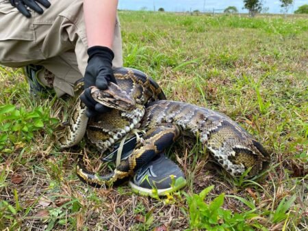 Florida snake hunter and his family wrestle 202-pound python that dragged him 15 feet: report Florida snake hunter and his family wrestle 202-pound python that dragged him 15 feet: report