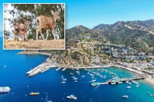 Oh, Deer: Catalina’s plan to slaughter local herd sparks controversy