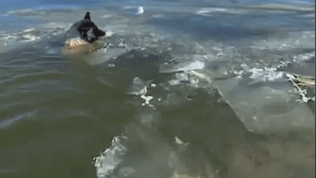 Video captures emergency crews rescuing dog trapped in icy lake during single-digit temperatures