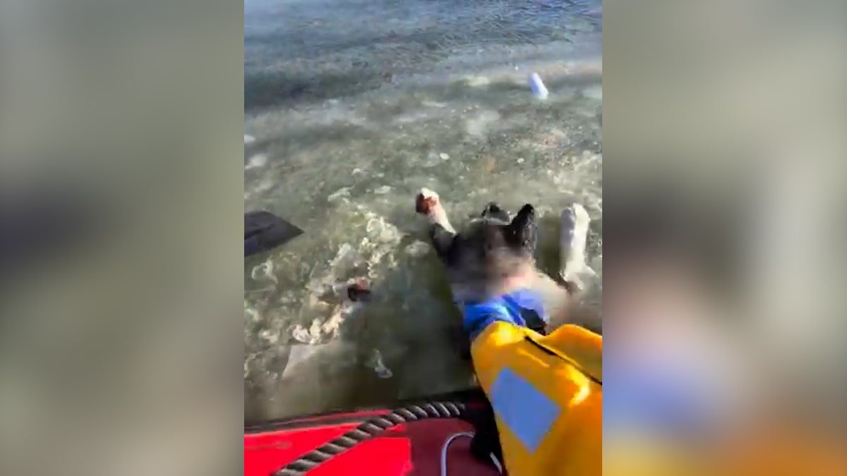 Dog gets pulled out of water by rescue crews