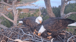 America’s national bird lays second egg at famed California nest as nesting season continues America’s national bird lays second egg at famed California nest as nesting season continues