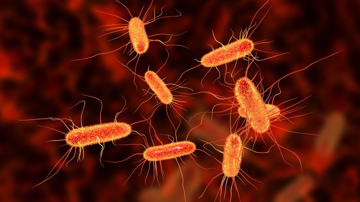 E. Coli picture.