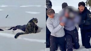 Skier suffers brutal mauling after stepping within 10 feet of snow leopard for photo, video shows Skier suffers brutal mauling after stepping within 10 feet of snow leopard for photo, video shows